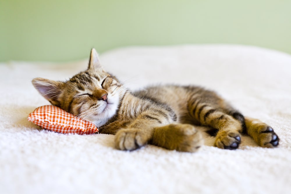 Physiology of Sleep: 10 Amazing Factors Behind Rest
